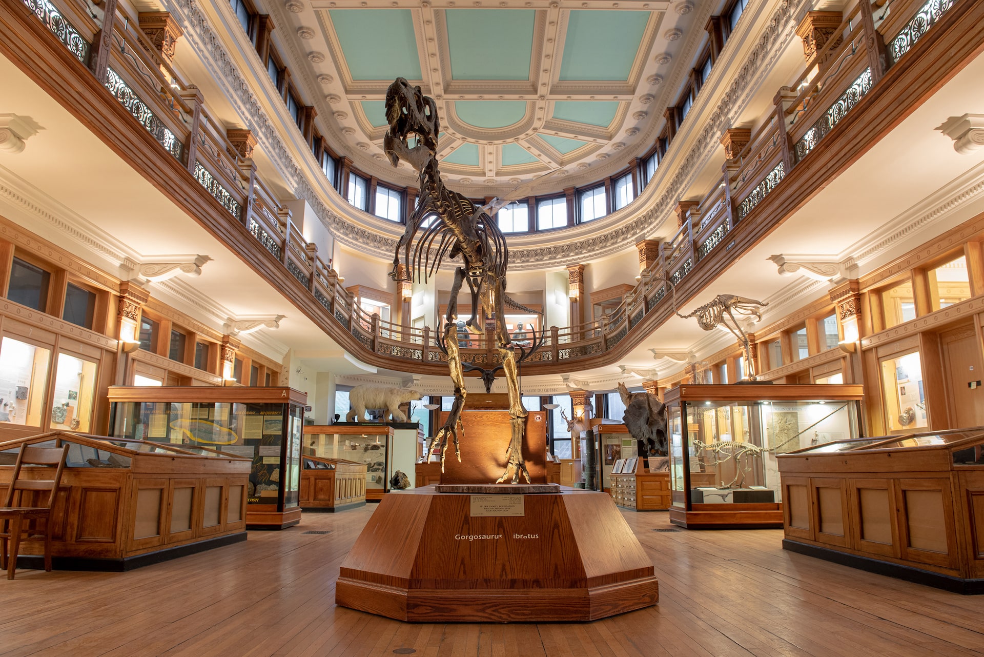 Squelette de mammif&egrave;re dans un mus&eacute;e &agrave; Montr&eacute;al